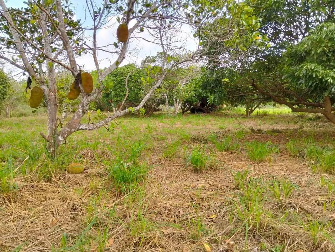 รูป ขายที่ดิน 4 ไร่ บางพระ ใกล้สำนักงานที่ดินศรีราชา - รูปที่ 2/5