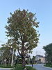 listing thumbnail image 13