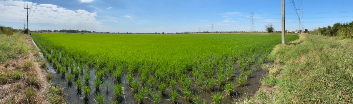 รูป ขายด่วน! ที่ดินเปล่าทำเลทอง ติดถนนใหญ่สาย 347 ปทุมธานี–บางปะหัน ใกล้นิคมฯ และโรงงานยาคูลท์ อยุธยา อ.บางปะอิน  ราคาต่อ ตร.ว. เพียง ~6,250 บาท  - รูปที่ 7/8