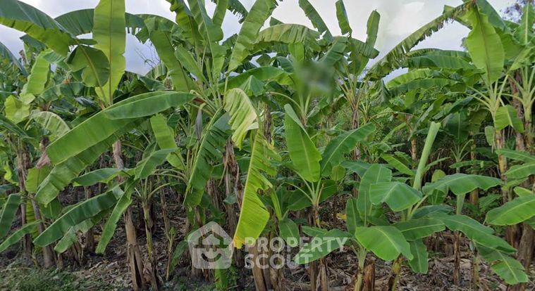 Land for sale, 137.5 sq wah, Suan Luang