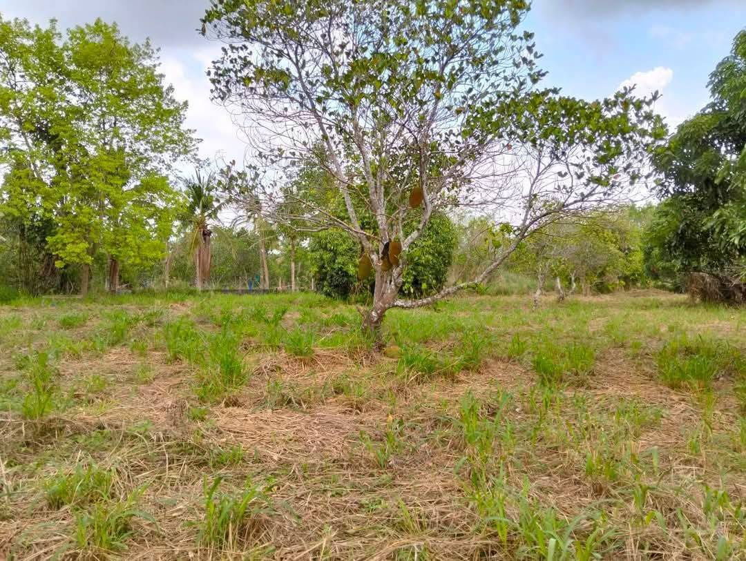 รูป ขายที่ดิน 4 ไร่ บางพระ ใกล้สำนักงานที่ดินศรีราชา - รูปที่ 1/5