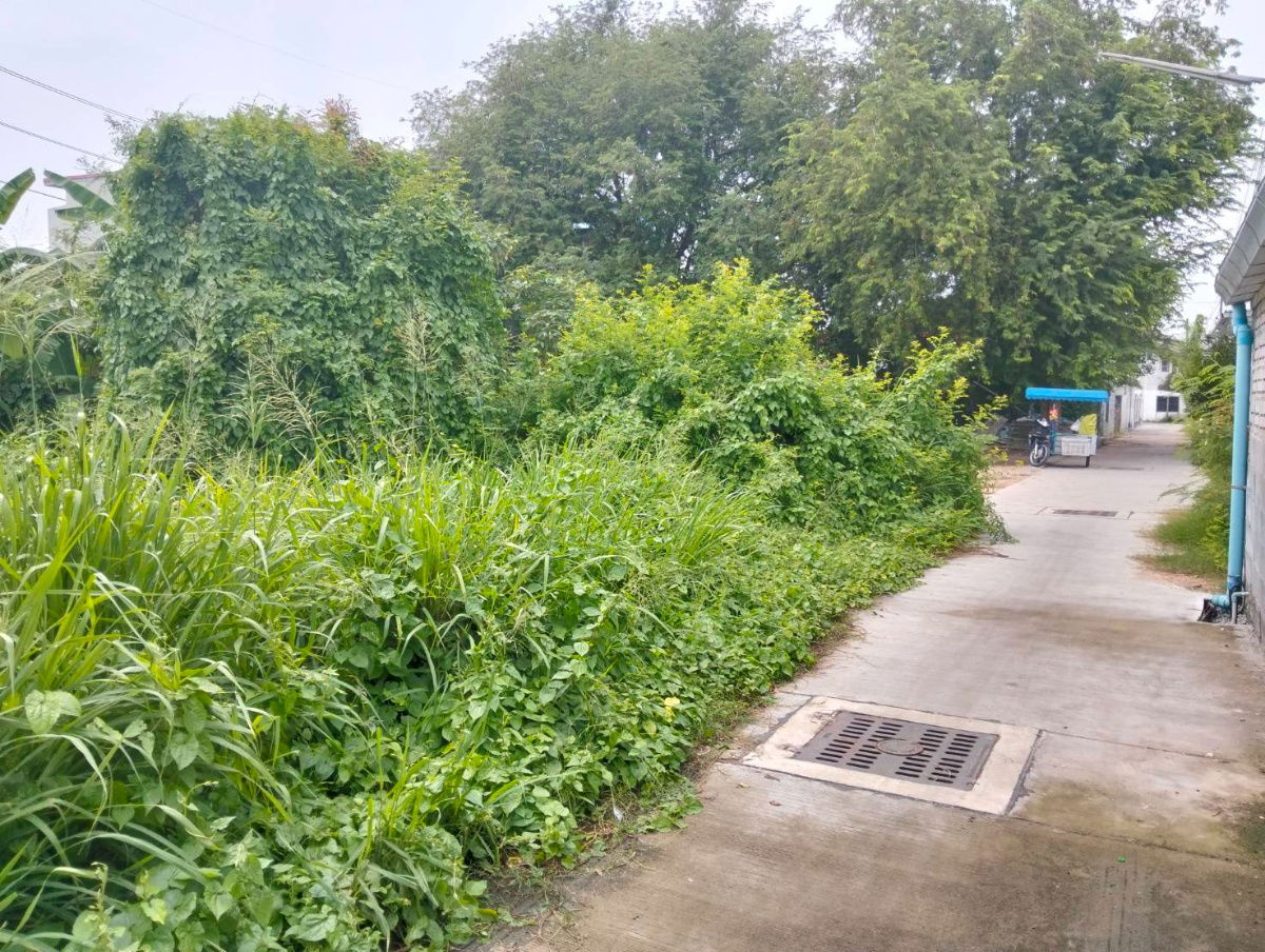 รูป ที่ดิน 49 ตรว.ใกล้ตลาดโรงโป๊ะ 300 เมตร - รูปที่ 5/5