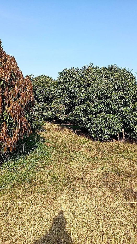 picture Beautiful land on Asia Road that everyone must reserve - 4/9