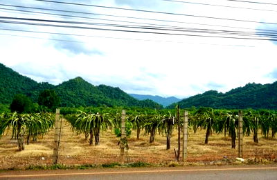 ที่ดิน นครราชสีมา (โคราช) : ขายที่เขาวง เขาใหญ่ ปากช่อง หนองน้ำแดง 20 ไร่ วิวเขาสวยชัดมาก ใกล้ภูเขา ถนนธนะรัชต์ ศูนย์ผู้นำCP มอเตอร์เวย์ ถนนมิตรภาพ ที่สูงบรรยากาศดี 0879074045