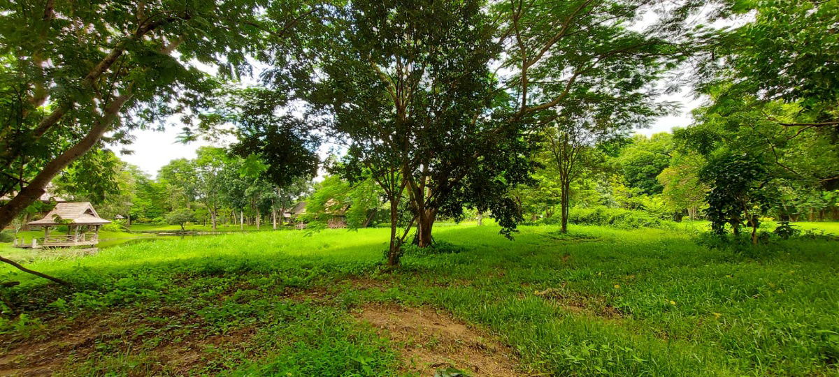 รูป ขายที่ดิน หมู่บ้านริมน้ำวิวดอย บ้านหนองบัว อ.แม่แตง เชียงใหม่ เนื้อที่ 1 ไร่เศษ  *แปลงมุม   ใกล้วัดทุ่งหลวงและ ภูตะวันพันดาว มีต้นไม้ร่มรื่น และบึงน้ำ  - รูปที่ 7/16