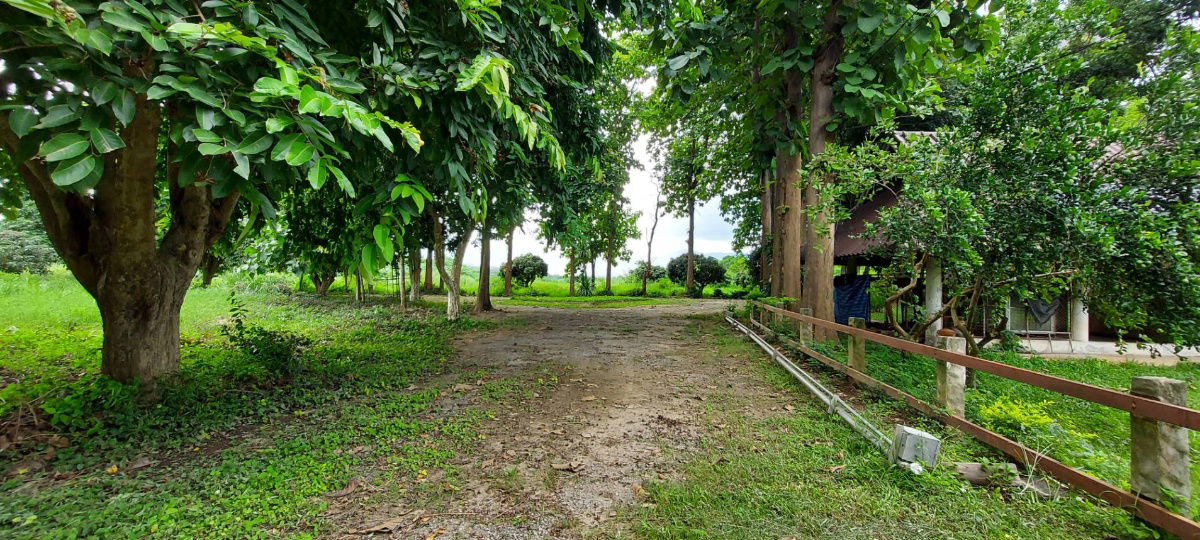 รูป ขายที่ดิน หมู่บ้านริมน้ำวิวดอย บ้านหนองบัว อ.แม่แตง เชียงใหม่ เนื้อที่ 1 ไร่เศษ  *แปลงมุม   ใกล้วัดทุ่งหลวงและ ภูตะวันพันดาว มีต้นไม้ร่มรื่น และบึงน้ำ  - รูปที่ 8/16