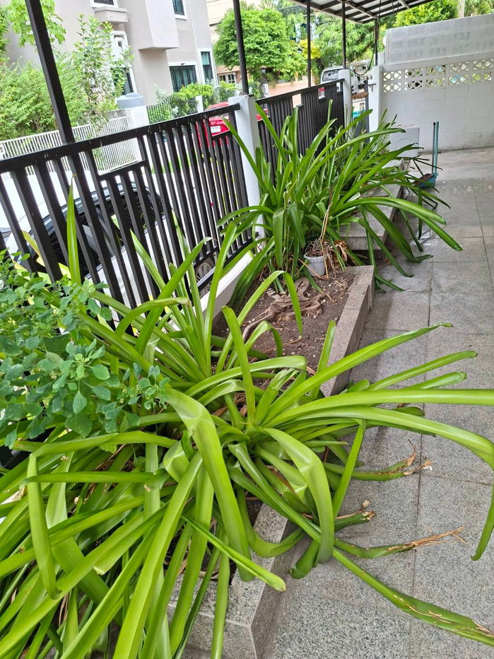 picture For Rent : Townhome Arden Thong Lor-Phattanakan 20 at Line : @homefinder - 7/17