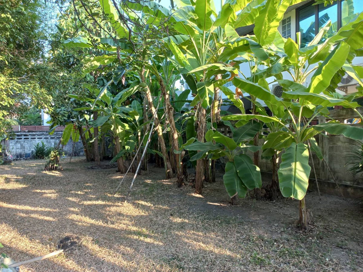 รูป ที่ดินหน้ากว้าง ทำเลสวย หนึ่งในทำเลทองหายาก ซอย ลาดพร้าว 35 พื้นที่ 213 ตรว. (เจ้าของขายเอง ที่ดินไม่ติดจำนอง ) - รูปที่ 12/12