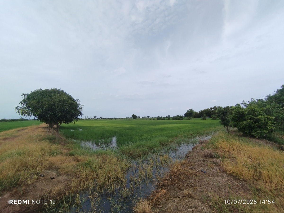 picture 🌿Premium49Rai Land for Sale Next to Irrigation Canal, KhlongKhuean, Chachoengsao.Perfect for FarmCafé, Homestay, 360FieldView, AgroBistro, Warehouse - 3/5