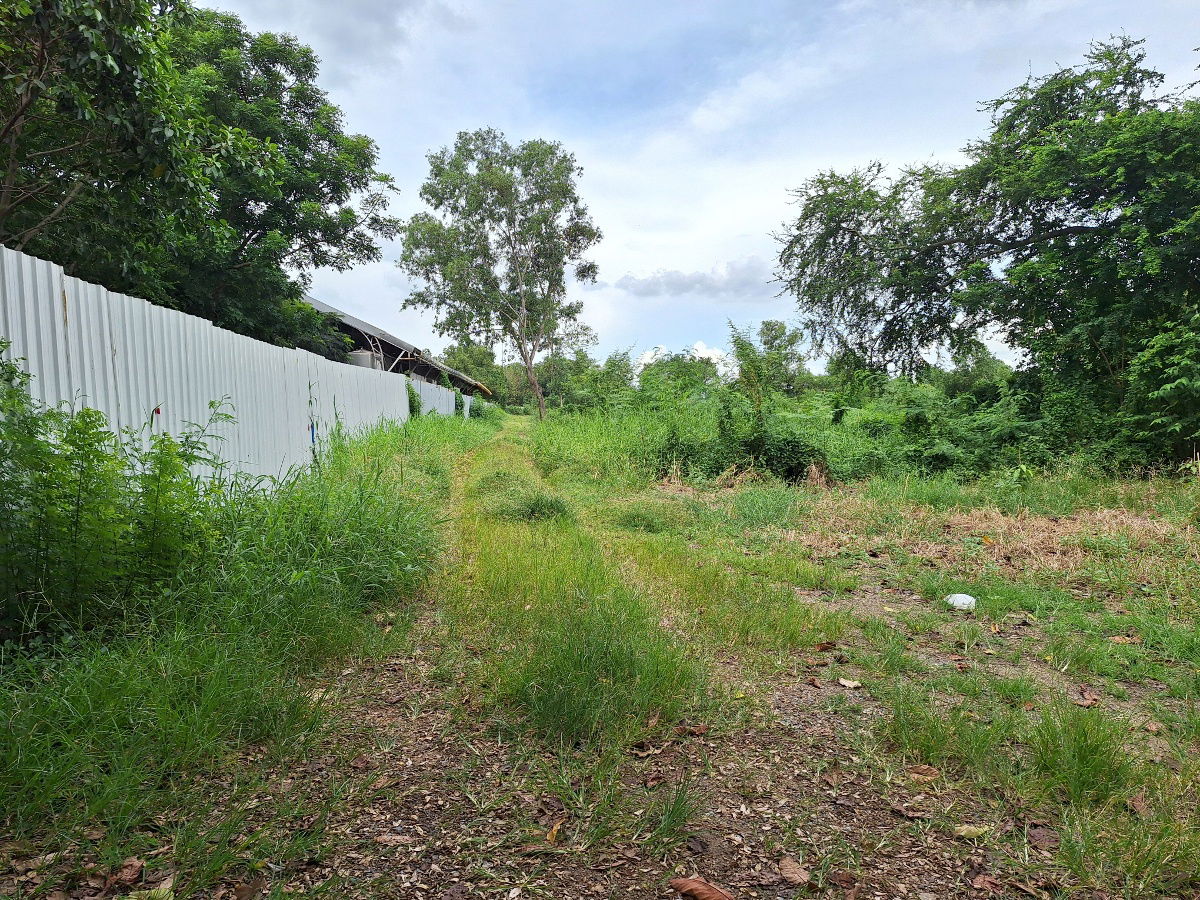 รูป ขายที่ดินเปล่า 100ตร.ว. ซอยคลองสาม8/2(2)(ม.ตะวันทอง) ถ.เลียบคลองสาม ต.คลองสาม อ.คลองหลวง จ.ปทุมธานี ขายต่ำกว่าประเมิน - รูปที่ 4/6