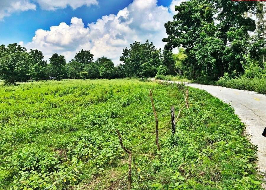 picture Land for sale in Sam Phraya Cha-am, Phetchaburi Province, 19-1-97 rai Suitable to buy for investment. Price 25 MB.* - 2/9