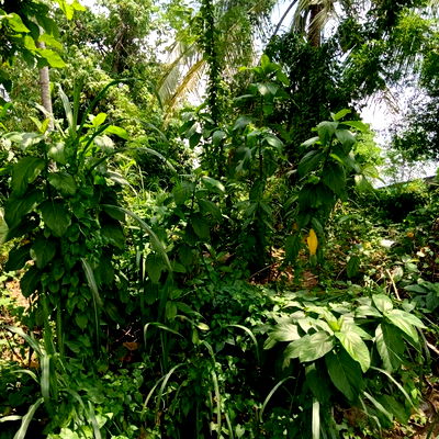Land for sale Rayong : Beautiful land plot for sale, good location, Map Yang Phon, Pluak Daeng, Rayong