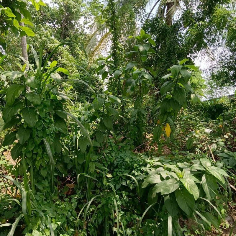 picture Beautiful land plot for sale, good location, Map Yang Phon, Pluak Daeng, Rayong - 1/5
