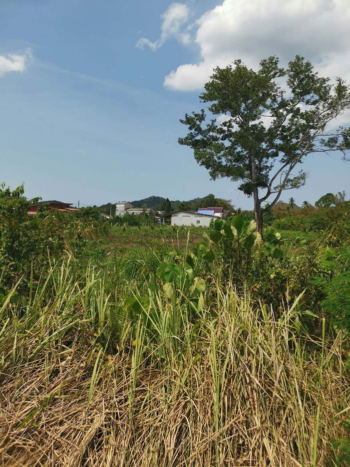 picture Lan for sale 3 rai 121 sq.wah adjacent to Ampur Muang Satul - 5/5