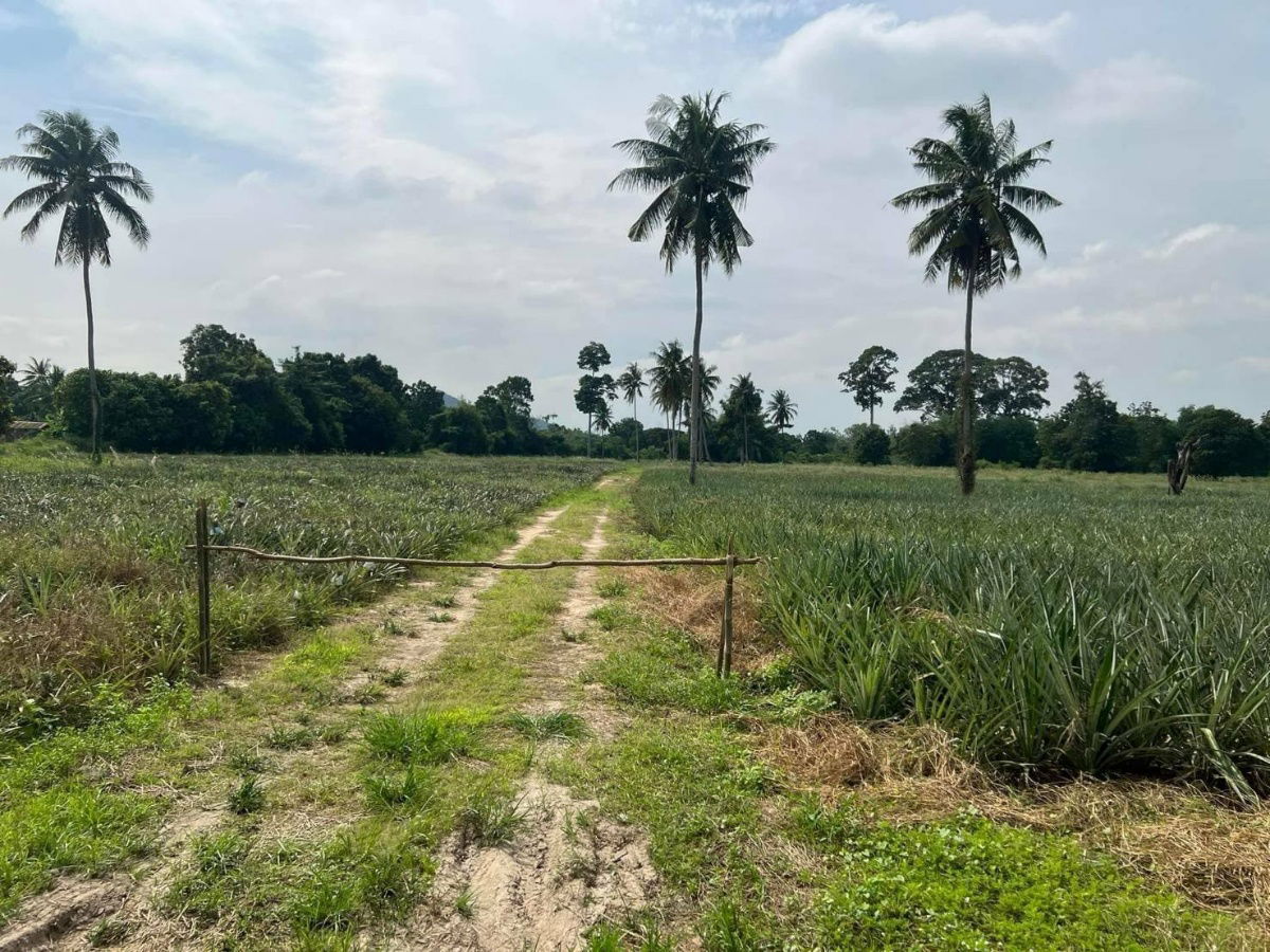 picture Land for sale in Sam Phraya Cha-am, Phetchaburi Province, 19-1-97 rai Suitable to buy for investment. Price 25 MB.* - 3/9