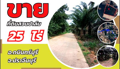 Land for sale : Land for Sale – 25 Rai in Kabin Buri, Prachinburi | Excellent Investment Opportunity at a Great Price