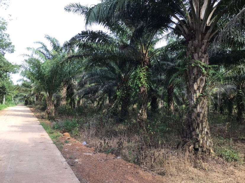 picture Land for Sale – 25 Rai in Kabin Buri, Prachinburi | Excellent Investment Opportunity at a Great Price - 5/10