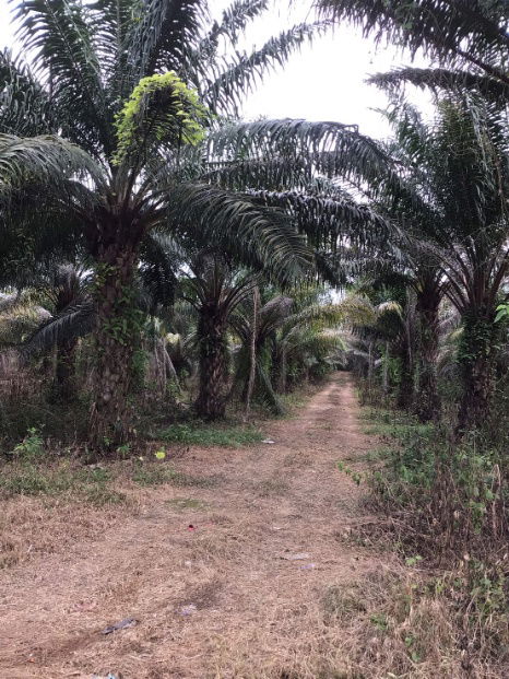 picture Land for Sale – 25 Rai in Kabin Buri, Prachinburi | Excellent Investment Opportunity at a Great Price - 6/10