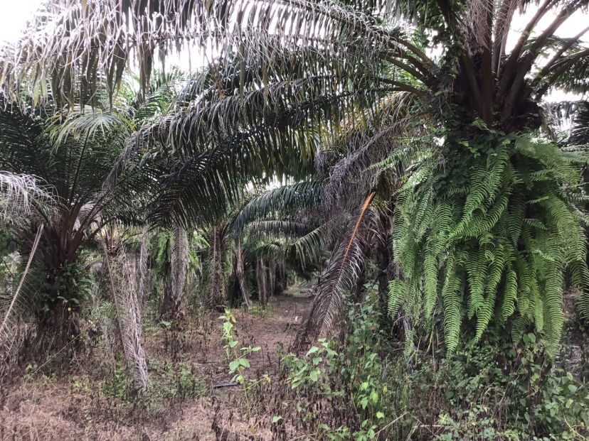 picture Land for Sale – 25 Rai in Kabin Buri, Prachinburi | Excellent Investment Opportunity at a Great Price - 7/10