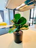 listing thumbnail image 6