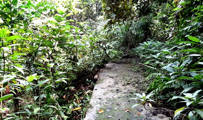 Land for sale Muang Phuket Phuket : ที่ดินเปล่า 2015.6 square meter Phuket Muang Phuket Rawai for 1895000 THB