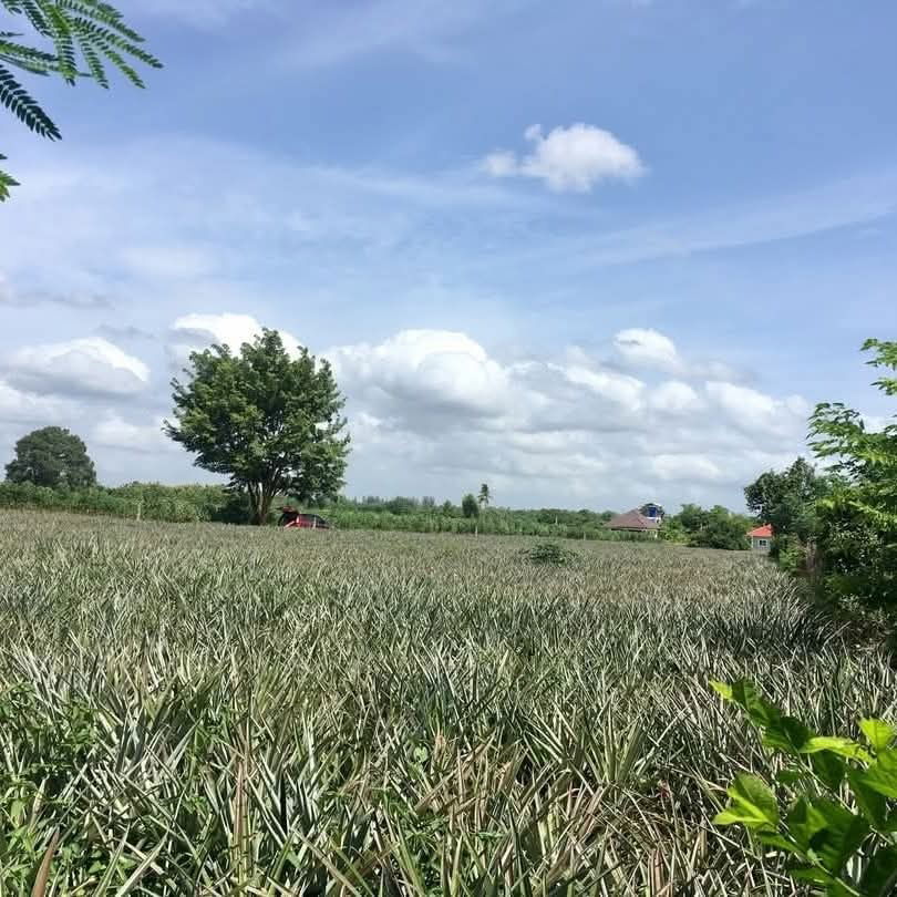picture Beautiful land for sale in Map Prachan, Pattaya - 3/5