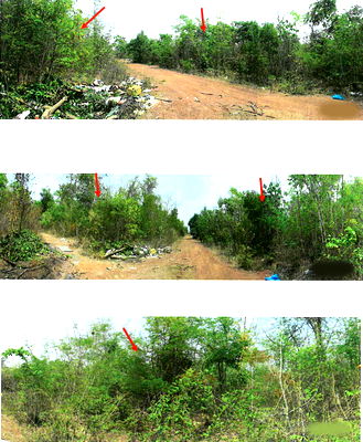 Land for sale : ที่ดินเปล่า 28580 square meter Lamphang Mae Tha Nam Cho for 0 THB