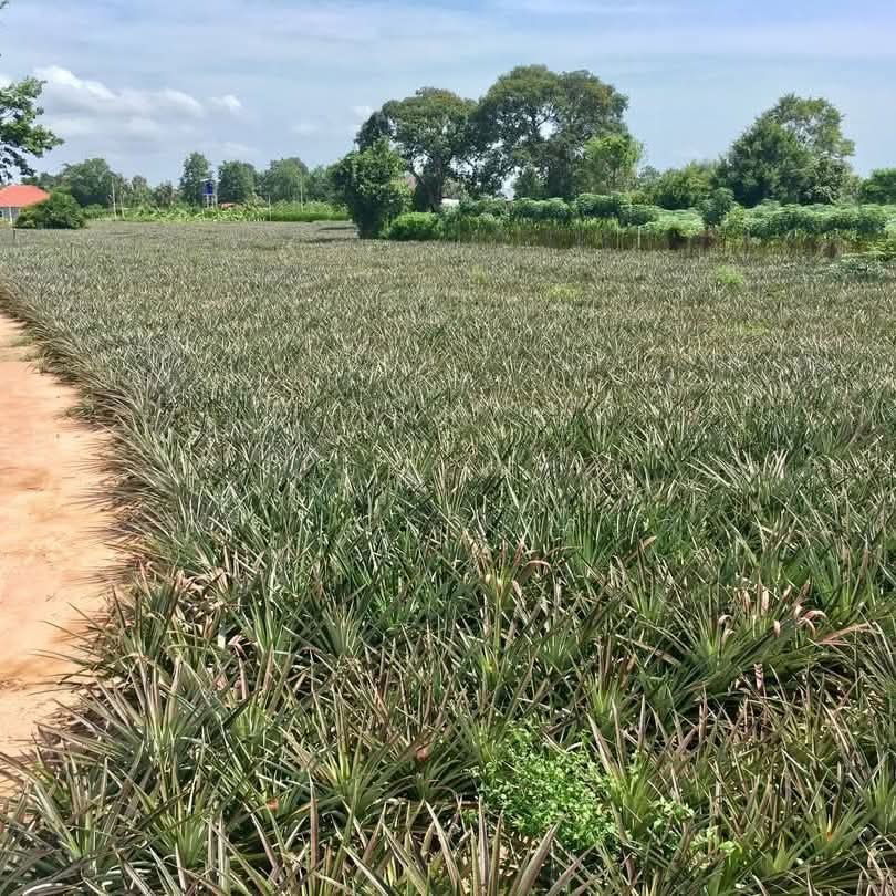 picture Beautiful land for sale in Map Prachan, Pattaya - 2/5