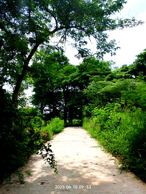 Land for sale Muang Khon Kaen Khon Kaen : Urgent Land Sale – Ban Thum Subdistrict, Mueang Khon Kaen