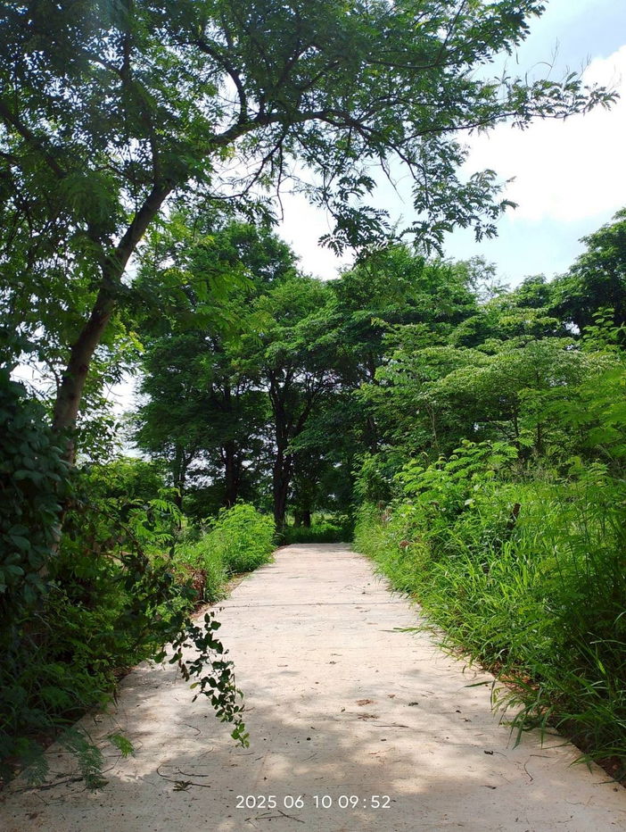 picture Urgent Land Sale – Ban Thum Subdistrict, Mueang Khon Kaen - 1/3