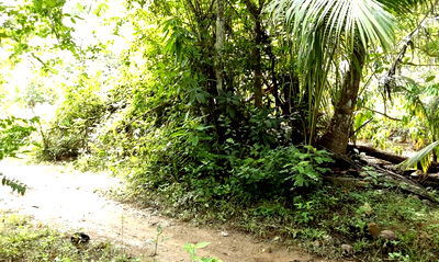 Land for sale Muang Phuket Phuket : ที่ดินเปล่า 2187.2 square meter Phuket Muang Phuket Rawai for 2275000 THB
