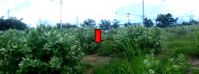Land for sale Nakhon Sawan : ที่ดินเปล่า 680 square meter Nakhon Sawan Chumsaeng Thap Krit for 680000 THB