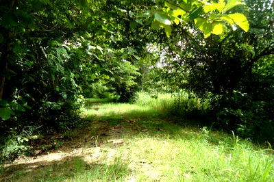 Land for sale Muang Lamphun Lamphun : ที่ดินเปล่า 4308.8 square meter Lamphun Muang Lamphun Pa Sang for 557000 THB