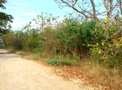 Land for sale Petchburi : ที่ดินเปล่า 448 square meter Petchburi Muang Phetchaburi Hat Chao Samran for 616000 THB