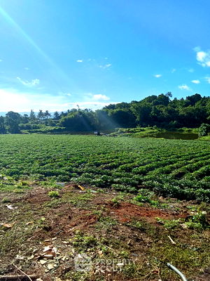 Land for sale Fang Chiang Mai  : 96,800 m² Land for Sale in Mae Sun (ID 2249152)