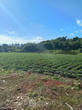 96,800 m² Land for Sale in Mae Sun (ID 2249152)