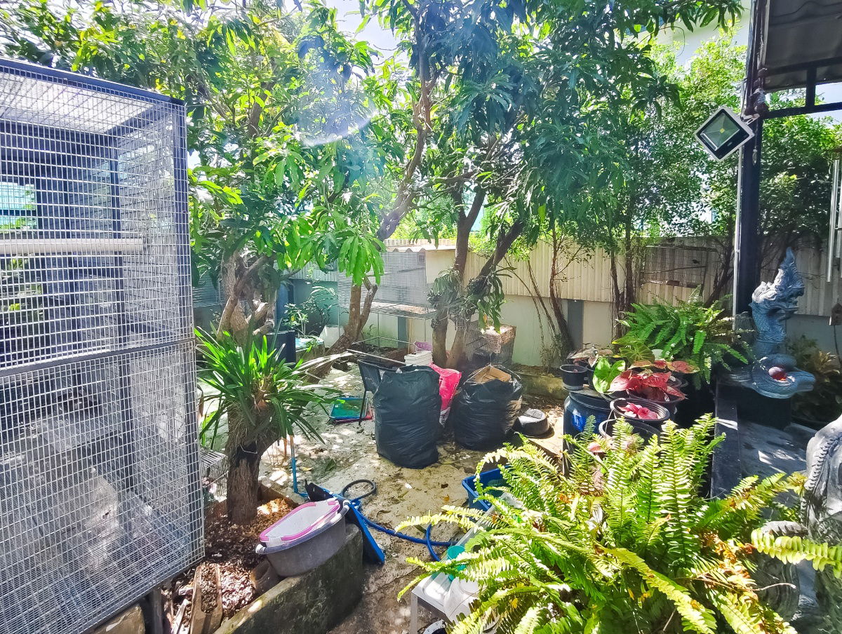รูป 🏡 บ้านเดี่ยว 2 ชั้น "ซื่อตรง พรีเมี่ยม ไอแอม พระราม 2 - แสมดำ" เพียง 6.99 ล้าน - รูปที่ 8/12