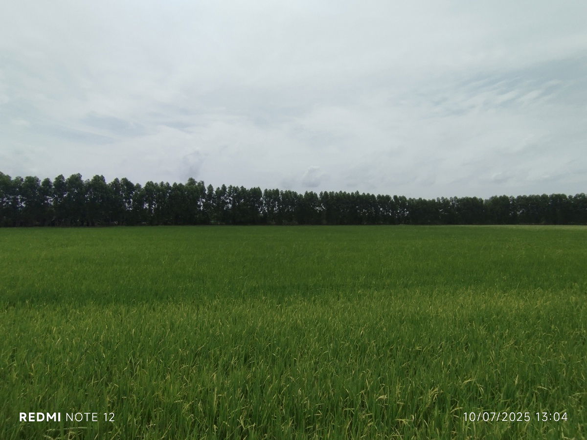 picture 🌊Premium riverside land in BangPakong, 30+rai, ONLY1plot, BangKhla, next to the main road+river, beautiful view, potential for various developments - 12/14