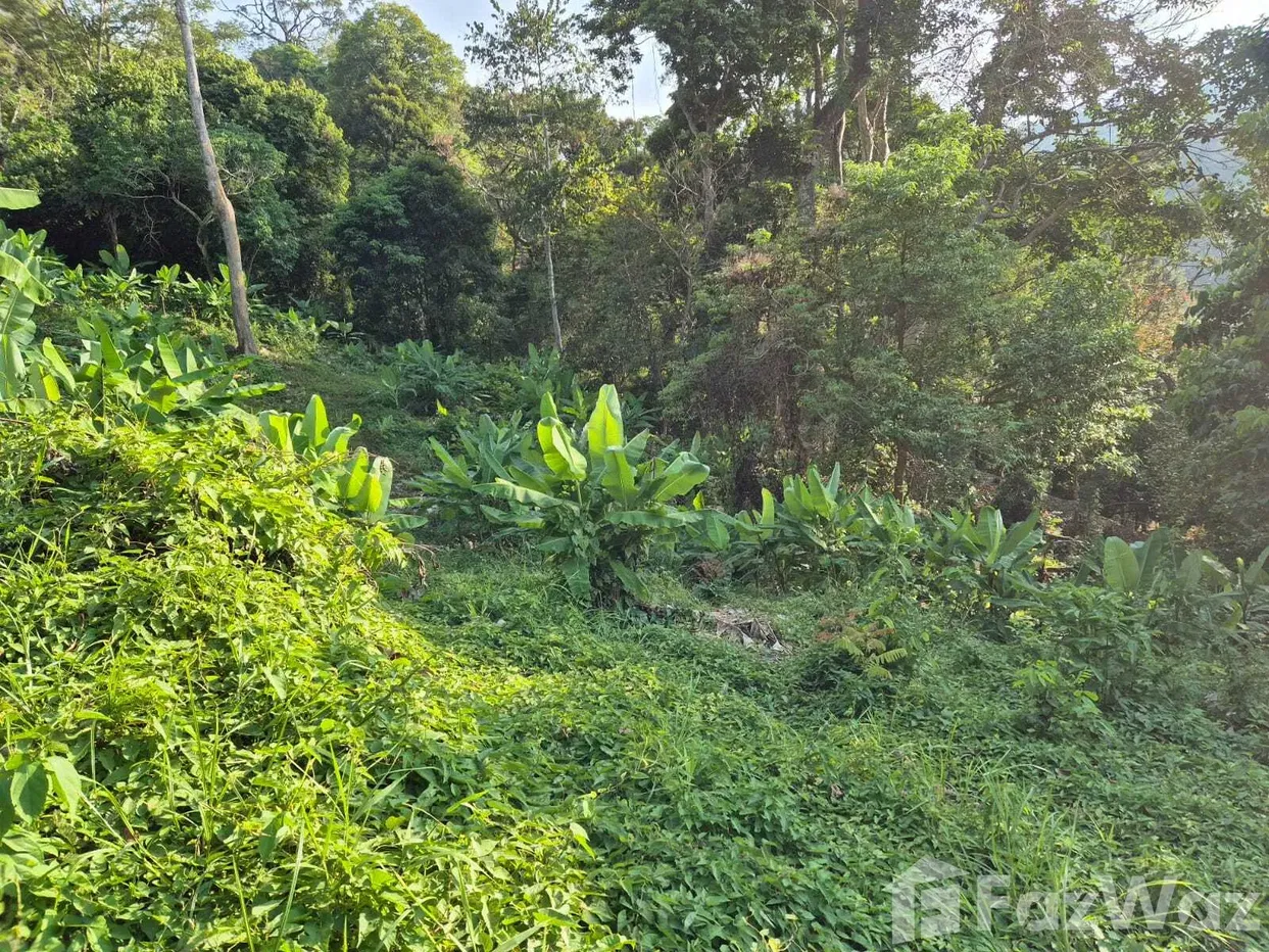 picture Land for sale in Kamala, Phuket - 6/17