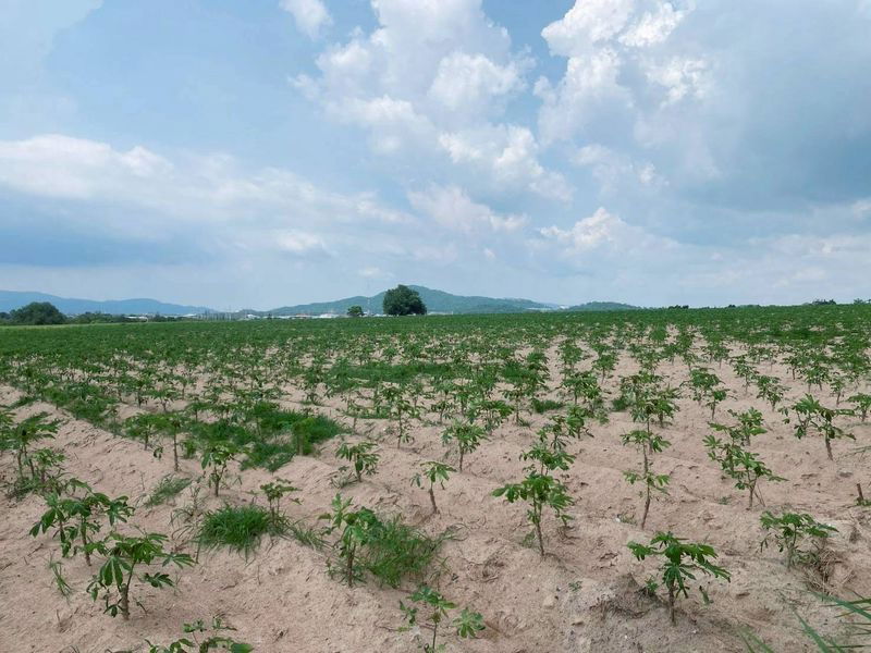 picture Beautiful plot of land for sale, good price, Bueng District, Sriracha, Chonburi - 2/9
