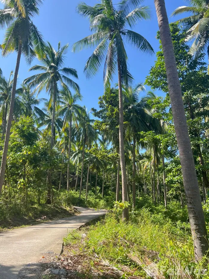 picture Land for sale in Bo Phut, Surat Thani - 1/12