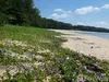 listing thumbnail image 49