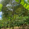 listing thumbnail image 5