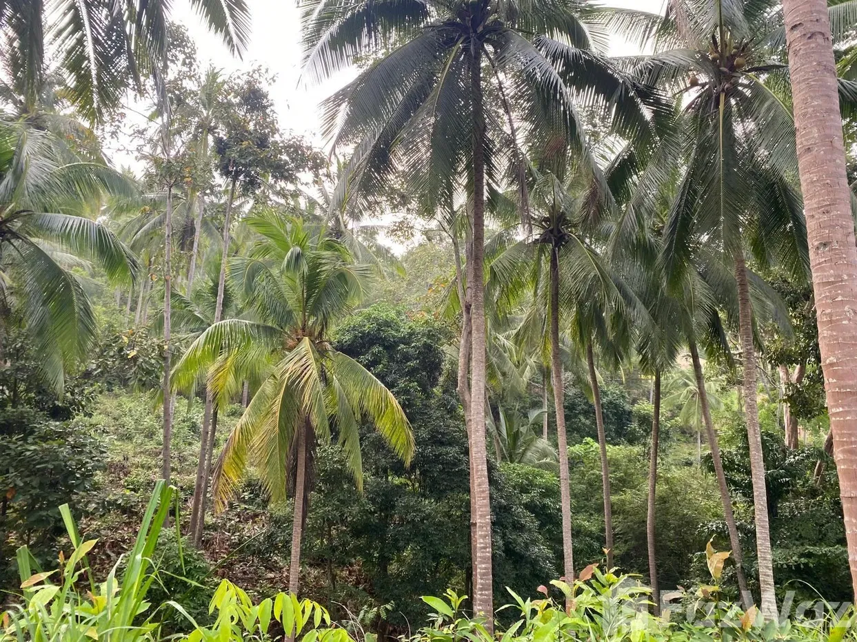 picture Land for sale in Bo Phut, Surat Thani - 11/12