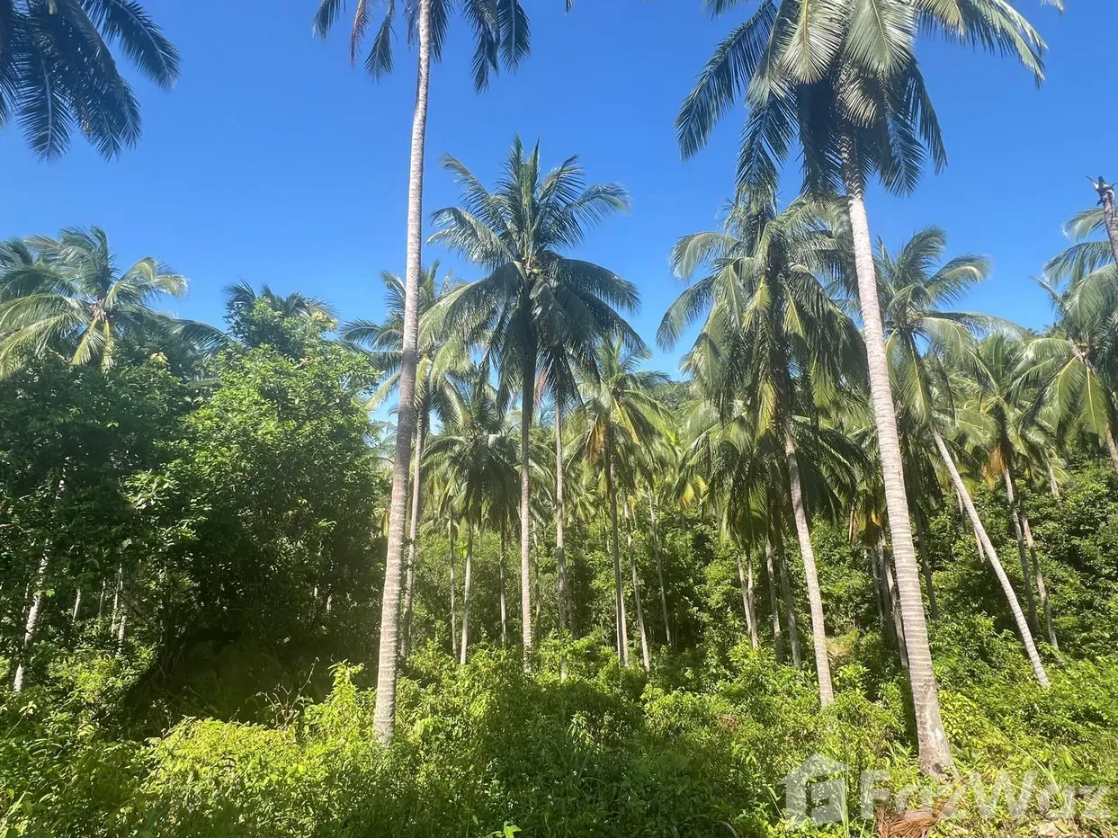 picture Land for sale in Bo Phut, Surat Thani - 6/12