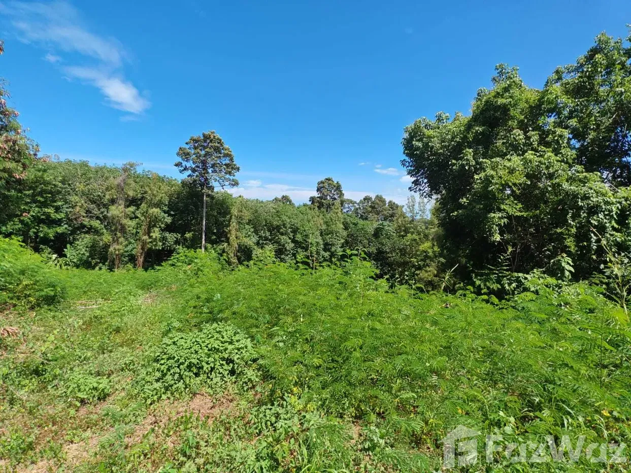 รูป ขาย ที่ดิน ใน มะเร็ต, สุราษฎร์ธานี - รูปที่ 3/15