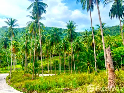 Land for sale Ko Samui Surat Thani : Land for sale in Taling Ngam, Surat Thani