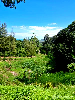 Land for sale Surat Thani : Land for sale in Maret, Surat Thani