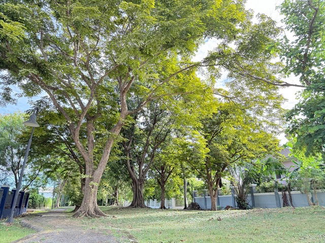 รูป ขายบ้านเดี่ยว ปัญจทรัพย์ ปาร์ค ปิ่นเกล้า 160 ตรว.พร้อมเฟอร์ พร้อมอยู่ 4ห้องนอน 3ห้องน้ำ 1 ห้องแม่บ้าน ติดถนนบรมราชชนนี - รูปที่ 36/39