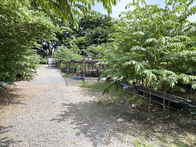 รูป L-144 : ที่ดิน 2-2-71 ไร่ เข้าจาก ถ.กาญจนาภิเษก 180 เมตร ซ.อัศวพิเชษฐ์ 10 (ซ.สวนผัก 45) ตลิ่งชัน - รูปที่ 13/21